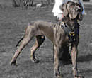 Large dog harnesses,large dog muzzle,large dog collar for big dog breed