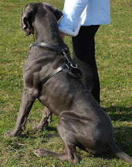 dog harness for great dane dog breed