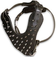 Spiked Leather Dog Harness Perfect For Great Dane