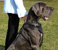 leather dog harness for Great dane dog