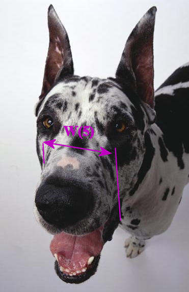 Please spend 3 minutes to size your dog to get best dog muzzle