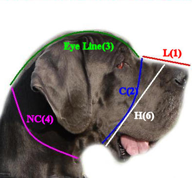 How to measure your Dog!