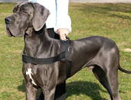 nylon dog harness for great dane breed dog 