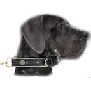 Great Dane dog Dog Collars