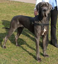 pulling dog harness for Great dane