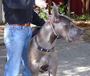 dog collar hs for german mastiff dog breed