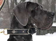 Royal Nappa Padded Hand Made Leather dog collar for Great Dane