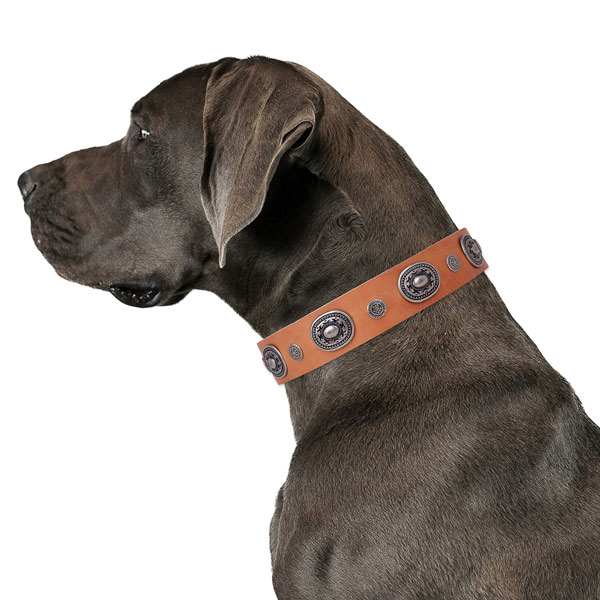 Leather dog collar with reliable buckle and D-ring for everyday use