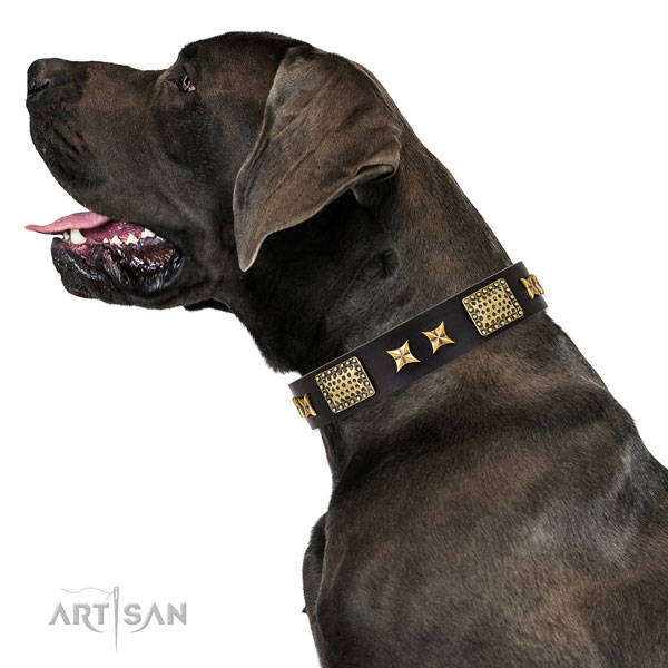 Daily walking dog collar with incredible studs