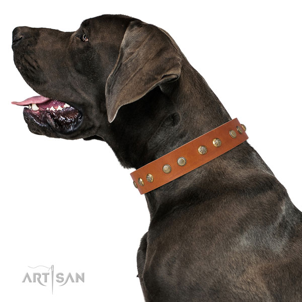 Awesome studs on everyday walking full grain genuine leather dog collar