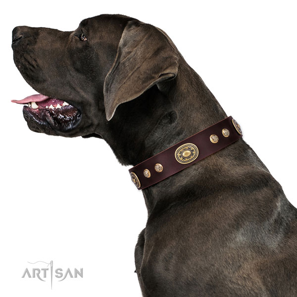 Amazing adornments on easy wearing dog collar