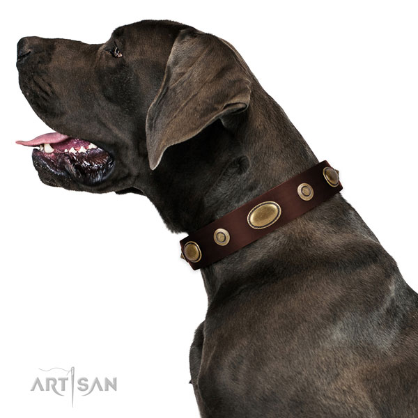 Everyday walking dog collar of genuine leather with stylish design decorations