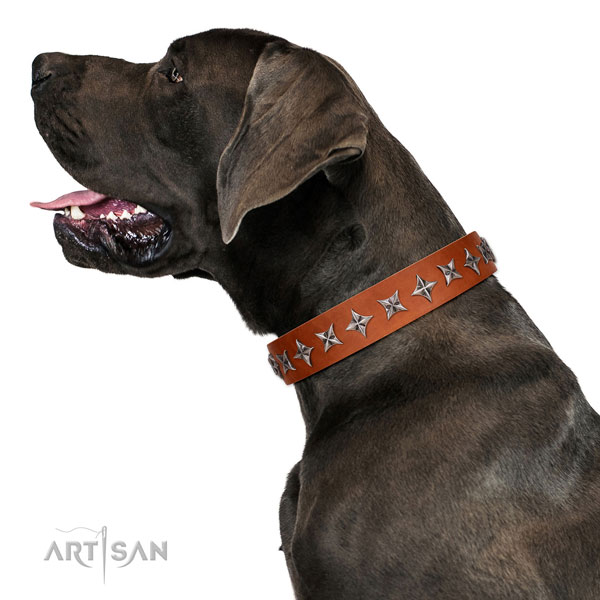 Reliable leather dog collar with trendy studs