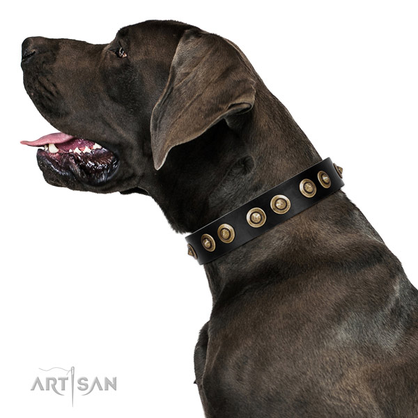 Stylish walking dog collar of natural leather with trendy embellishments