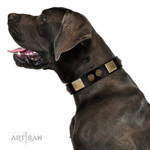 Rust resistant buckle on natural leather dog collar for basic training
