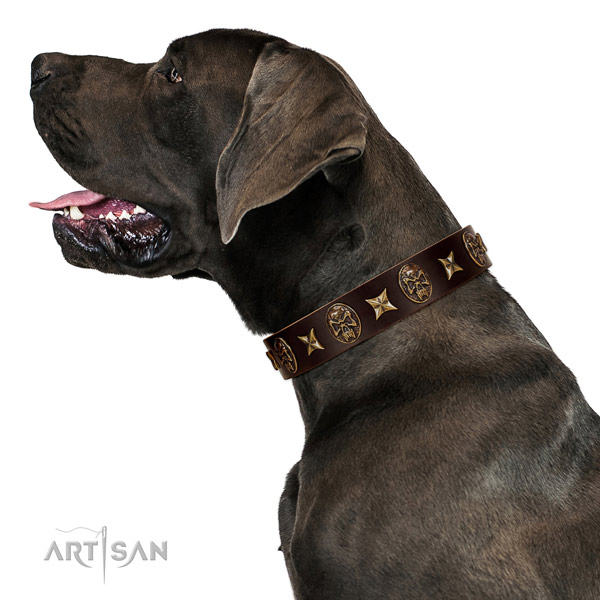Comfy wearing dog collar of genuine leather with inimitable embellishments