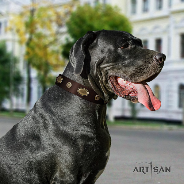 Great Dane stylish design leather collar with rust resistant buckle