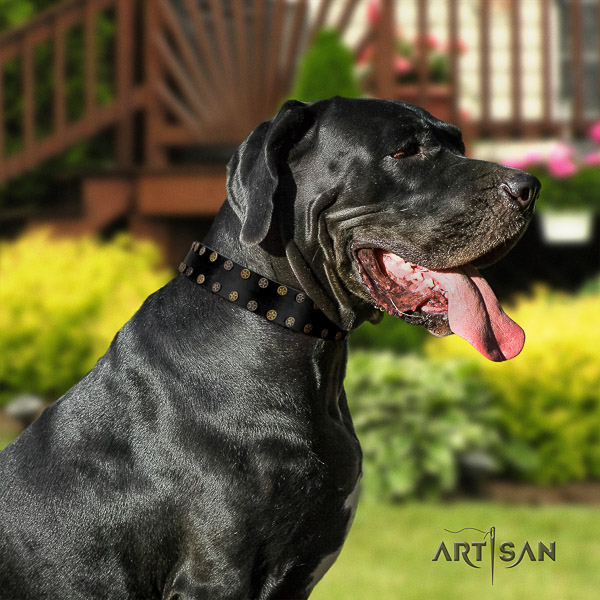 Great Dane daily walking leather collar with studs for your canine
