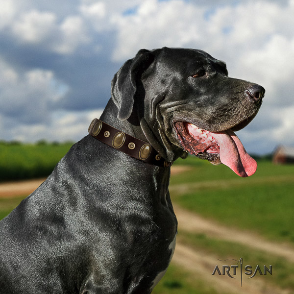 Great Dane stylish walking genuine leather collar with studs for your doggie