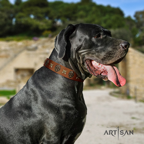 Great Dane comfy wearing leather collar with adornments for your dog