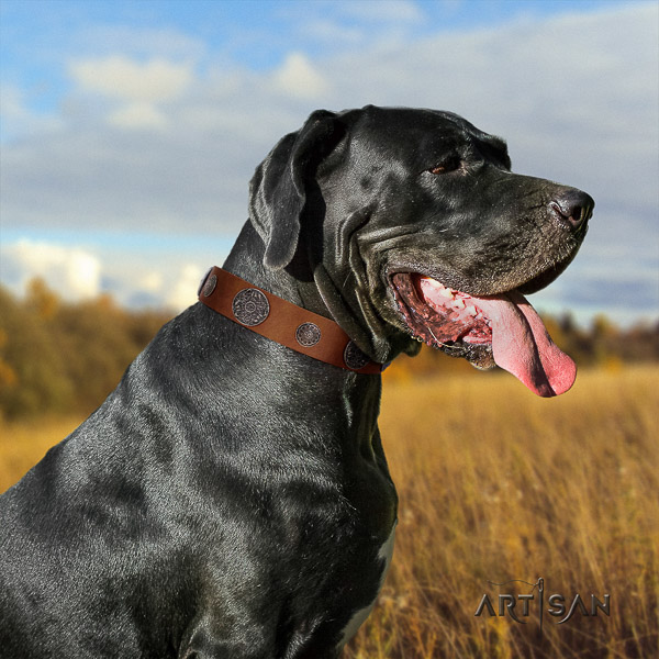 Great Dane easy wearing genuine leather collar with decorations for your four-legged friend