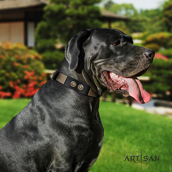 Great Dane fancy walking natural leather collar with embellishments for your four-legged friend
