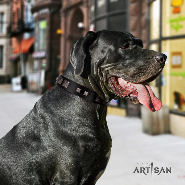 Great Dane comfy wearing full grain genuine leather collar with adornments for your canine