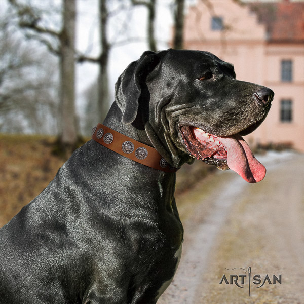 Great Dane comfortable wearing full grain leather collar with adornments for your pet