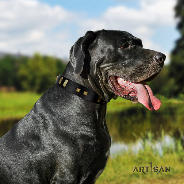 Great Dane fancy walking full grain natural leather collar with studs for your four-legged friend