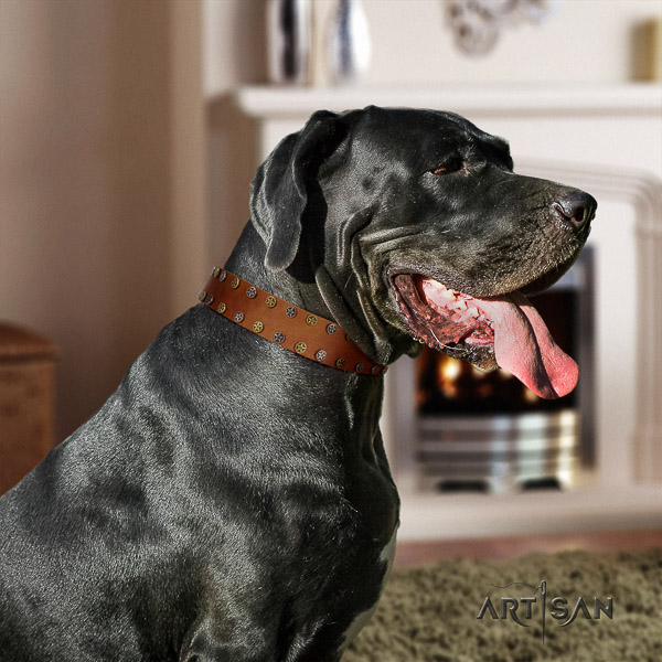 Great Dane comfortable wearing full grain natural leather collar with studs for your pet