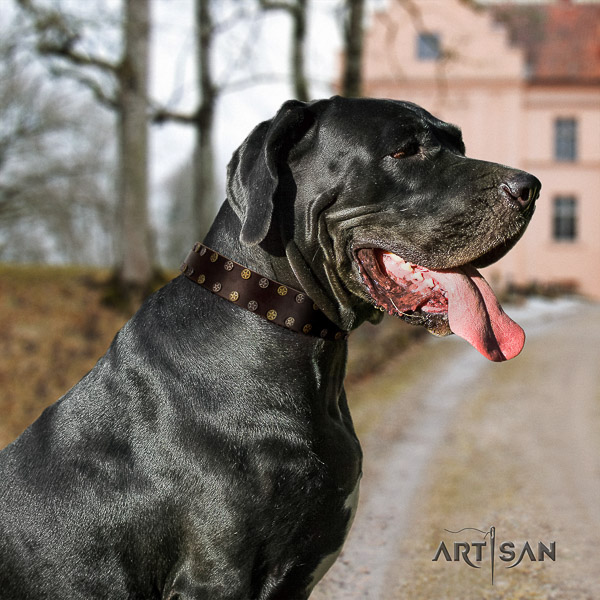 Great Dane walking full grain leather collar with studs for your pet