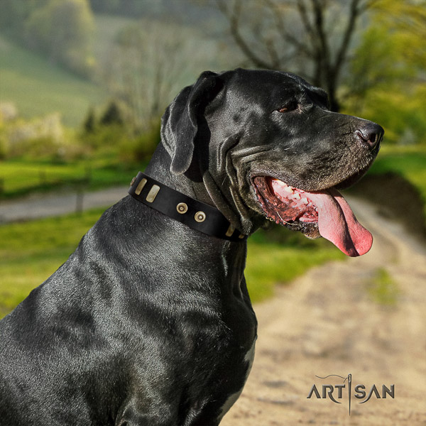Great Dane daily walking natural leather collar with embellishments for your four-legged friend