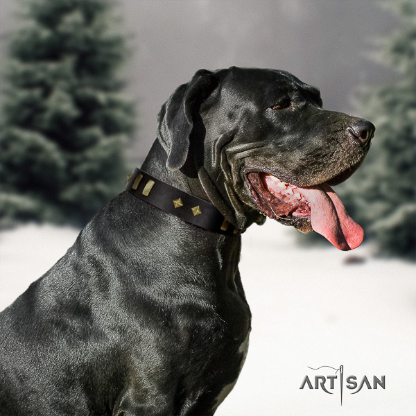 Great Dane fancy walking full grain leather collar with adornments for your four-legged friend