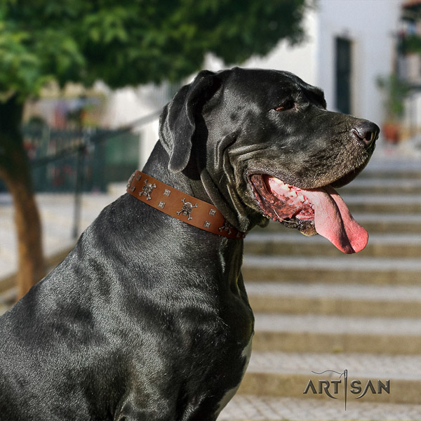 Great Dane daily use full grain genuine leather collar with adornments for your dog