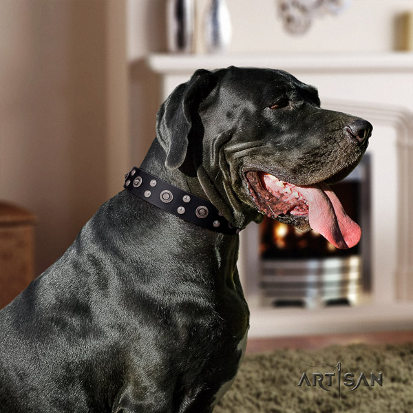 Great Dane perfect fit collar with stylish adornments for your dog