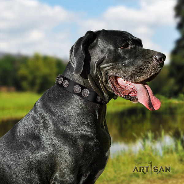 Great Dane everyday use genuine leather collar with studs for your canine