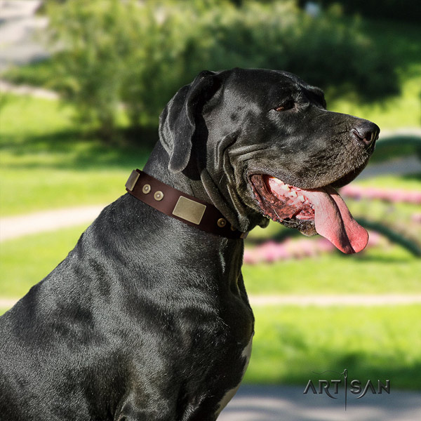 Great Dane decorated full grain natural leather collar with corrosion proof hardware