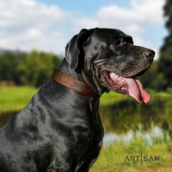 Great Dane remarkable natural leather collar with corrosion proof fittings