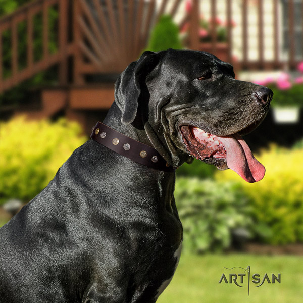 Great Dane best quality collar with inimitable decorations for your canine