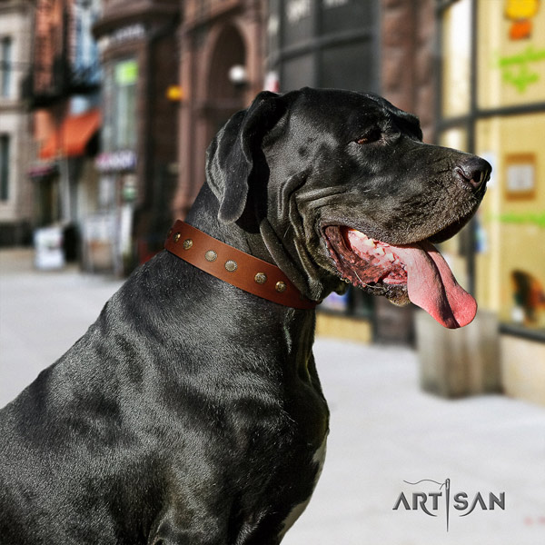 Great Dane easy wearing full grain natural leather collar with corrosion resistant traditional buckle