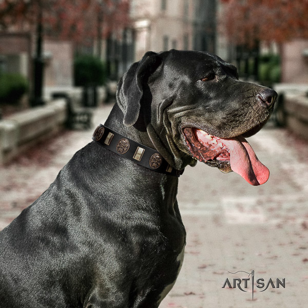 Great Dane fancy walking full grain genuine leather collar with embellishments for your doggie