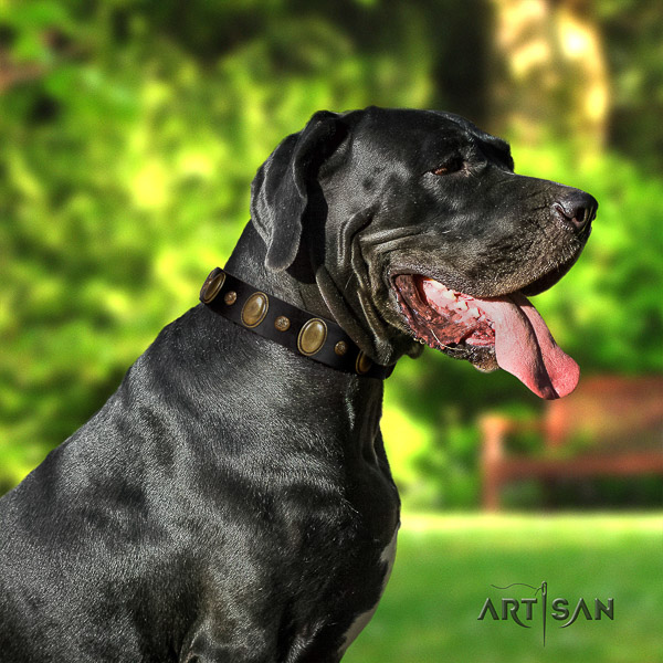 Great Dane comfy wearing full grain genuine leather collar with decorations for your doggie