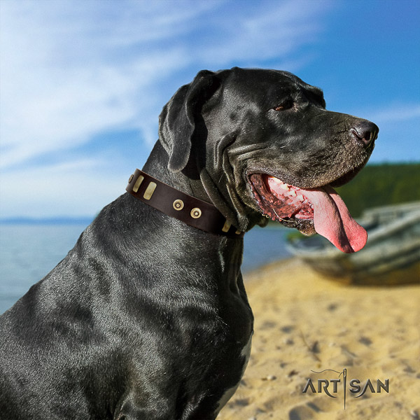 Great Dane easy wearing full grain natural leather collar with embellishments for your four-legged friend