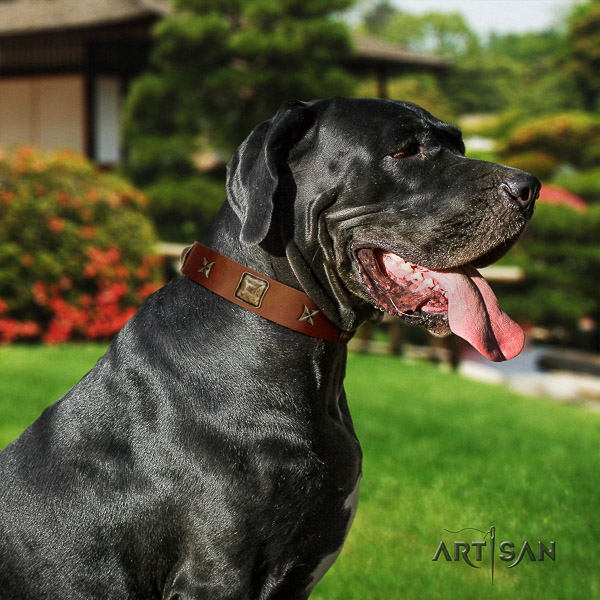 Great Dane basic training full grain genuine leather collar with adornments for your canine