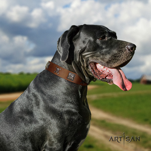 Great Dane handy use full grain natural leather collar with adornments for your four-legged friend