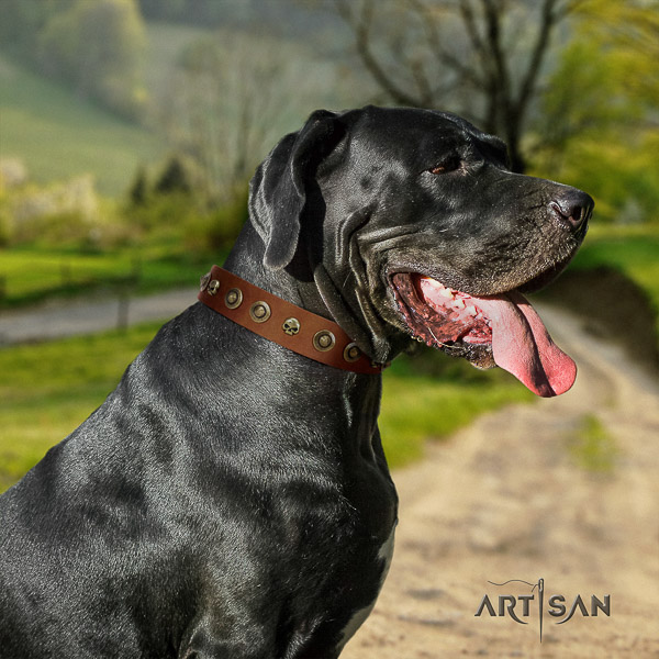 Great Dane everyday walking leather collar with embellishments for your four-legged friend