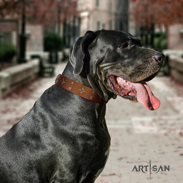 Great Dane walking leather collar with studs for your doggie
