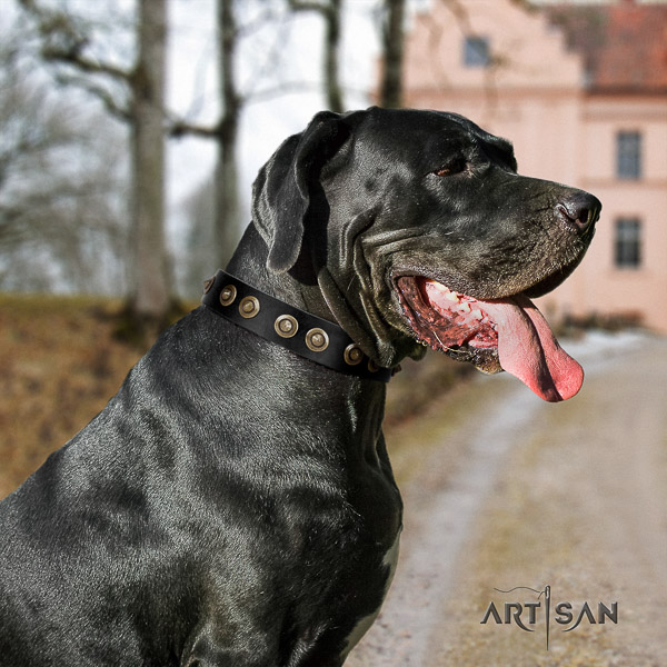 Great Dane everyday walking genuine leather collar with adornments for your pet