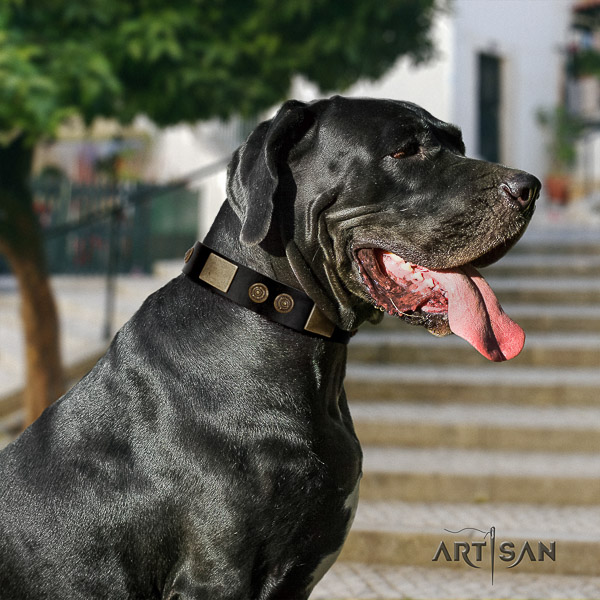Great Dane daily walking full grain leather collar with studs for your four-legged friend