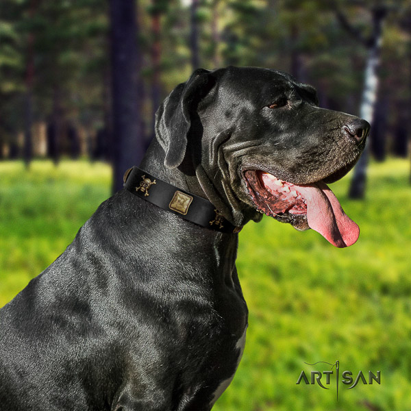 Great Dane comfortable wearing full grain leather collar with embellishments for your pet